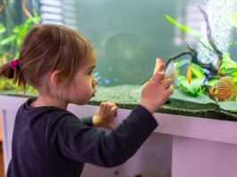Dowiedz się, czy akwarium w pokoju dziecięcym to dobry pomysł!